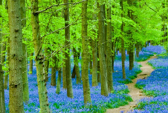 Reforestation project